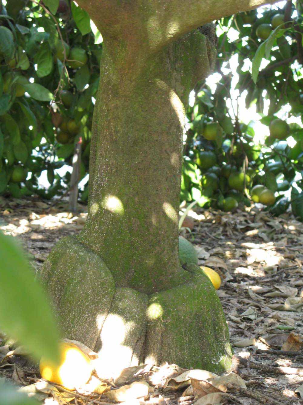              Bark (Winter Haven, FL)       